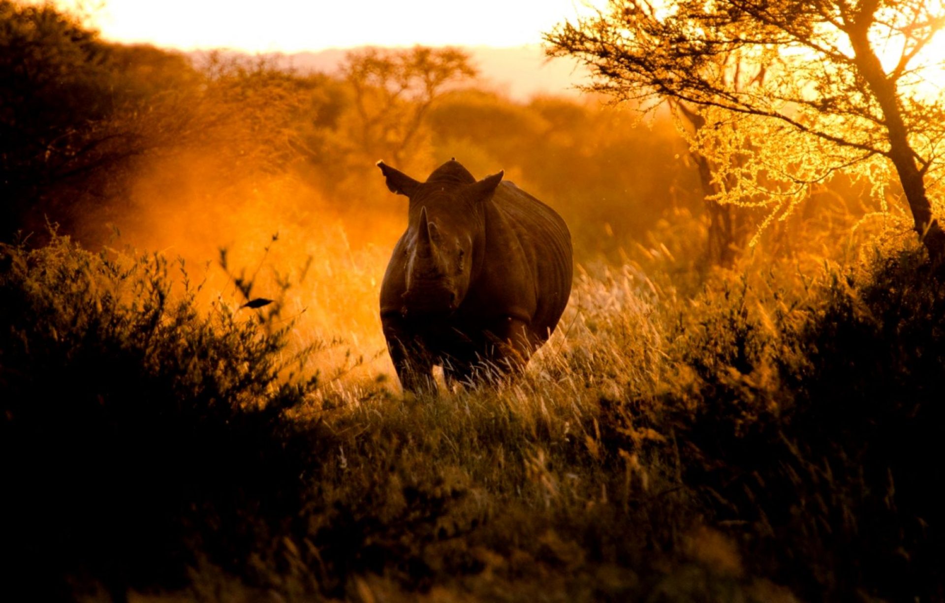 Rhino Tears Jewellery Jewellery with a conscience